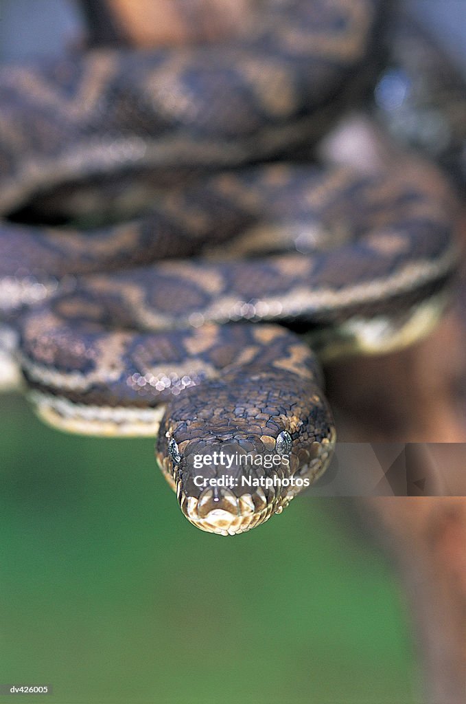 Carpet Python (Morelia spilota)