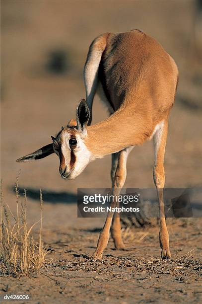 springbok or springbuck (antidorcas marsupialis) - kalahari gemsbok nationalpark bildbanksfoton och bilder
