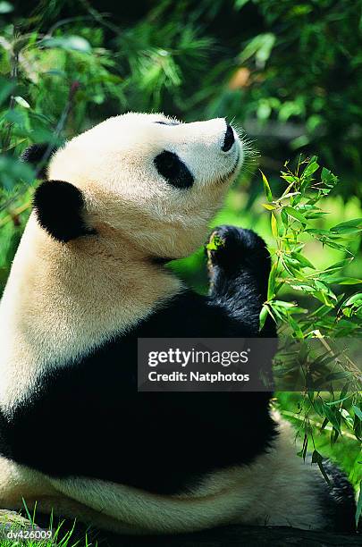 giant panda (ailuropoda melanoleuca) - queen sofia attends official act for the conservation of giant panda bears stockfoto's en -beelden