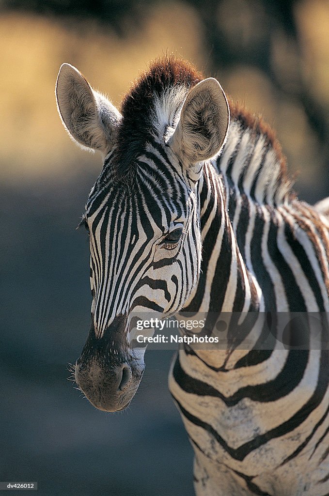 Burchell's Zebra (Equus burchelli)