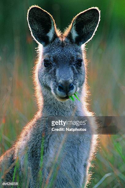 eastern grey kangaroo (macropus giganteus), wilsons promontary national park, victoria, australia - grey kangaroo stock pictures, royalty-free photos & images