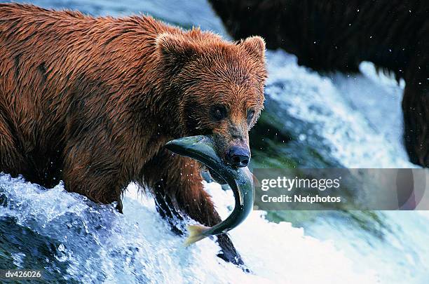 brown bear (ursus arctos) brooks river, katmai national park, alaska, usa - parco nazionale di katmai foto e immagini stock