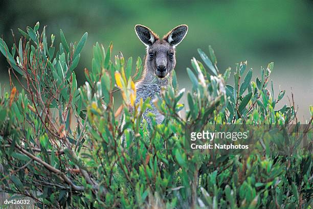 eastern grey kangaroo (macropus giganteus), wilsons promontory national park, victoria, austral - canguro gris fotografías e imágenes de stock