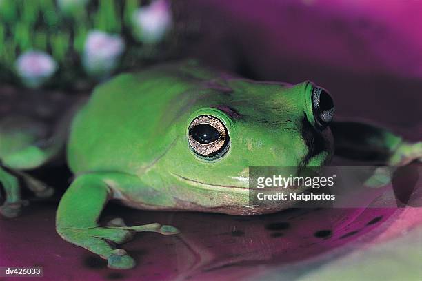 green tree frog (litoria caerulea) - イエアメガエル ストックフォトと画像