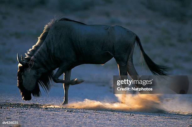 blue wildebeest - カラハリゲムスボック国立公園 ストックフォトと画像