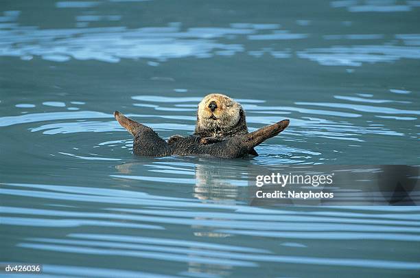 sea otter (enhydra lutris) - weasel family stock pictures, royalty-free photos & images