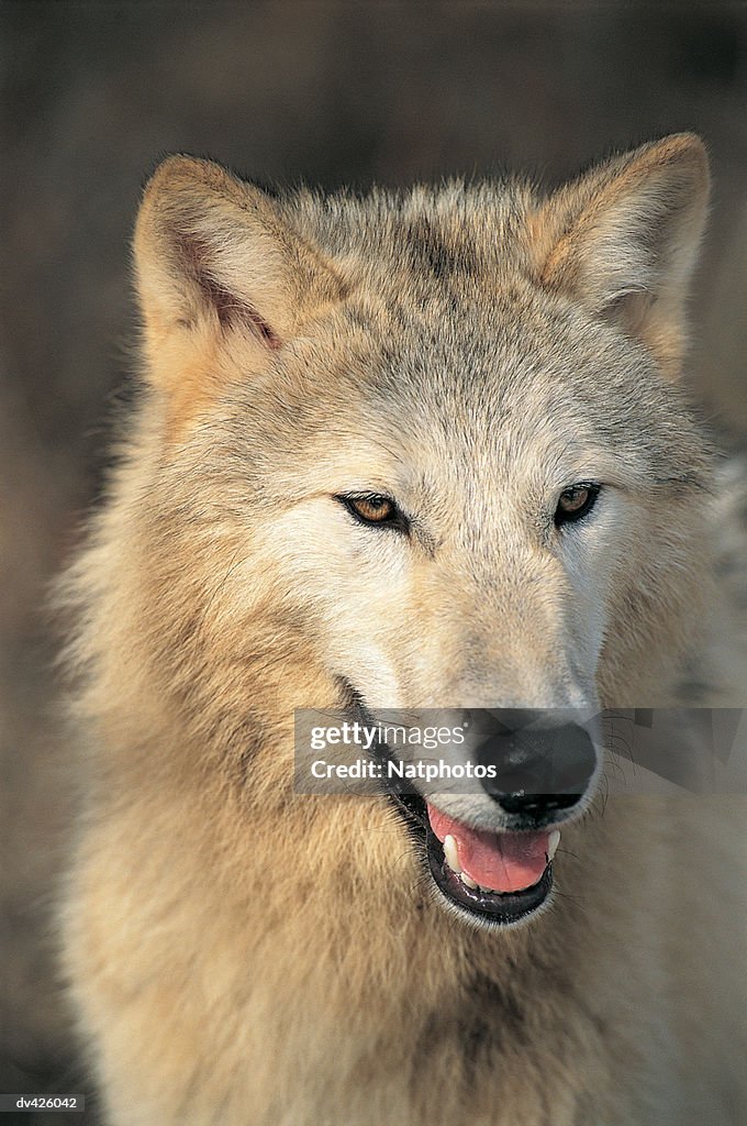 Arctic Wolf Montana, USA