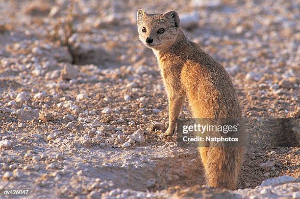 yellow mongoose (cynictis penicillata) - tawny stock pictures, royalty-free photos & images