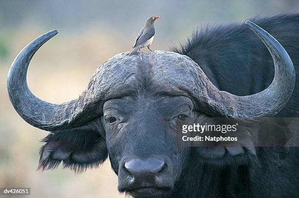 african buffalo (syncerus caffer) with oxpecker (buphagus erythorhynchus) on its head - picoteador de pico rojo fotografías e imágenes de stock
