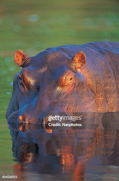 hippo (hippopotamus amphibius) - moremi wildlife reserve - fotografias e filmes do acervo