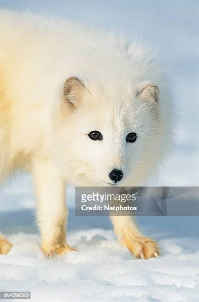 arctic fox (alopex lagopus), montana, usa - premiere of blue fox entertainments big bear arrivals stockfoto's en -beelden