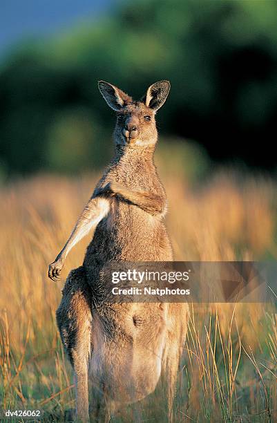 eastern grey kangaroo (macropus giganteus), wilsons promontary national park, victoria, australia - canguro gris fotografías e imágenes de stock