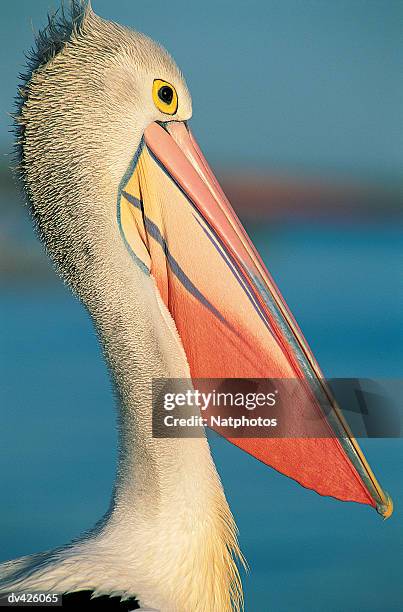 australian pelican (pelecanus conspicillatus) - australian pelican stock pictures, royalty-free photos & images