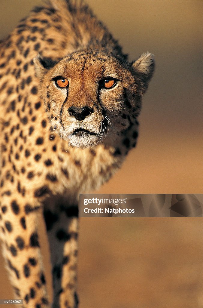 Cheetah  (Acinonyx jubatus)