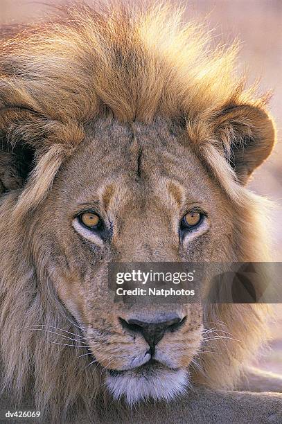 male lion (panthera leo) - tawny stock pictures, royalty-free photos & images