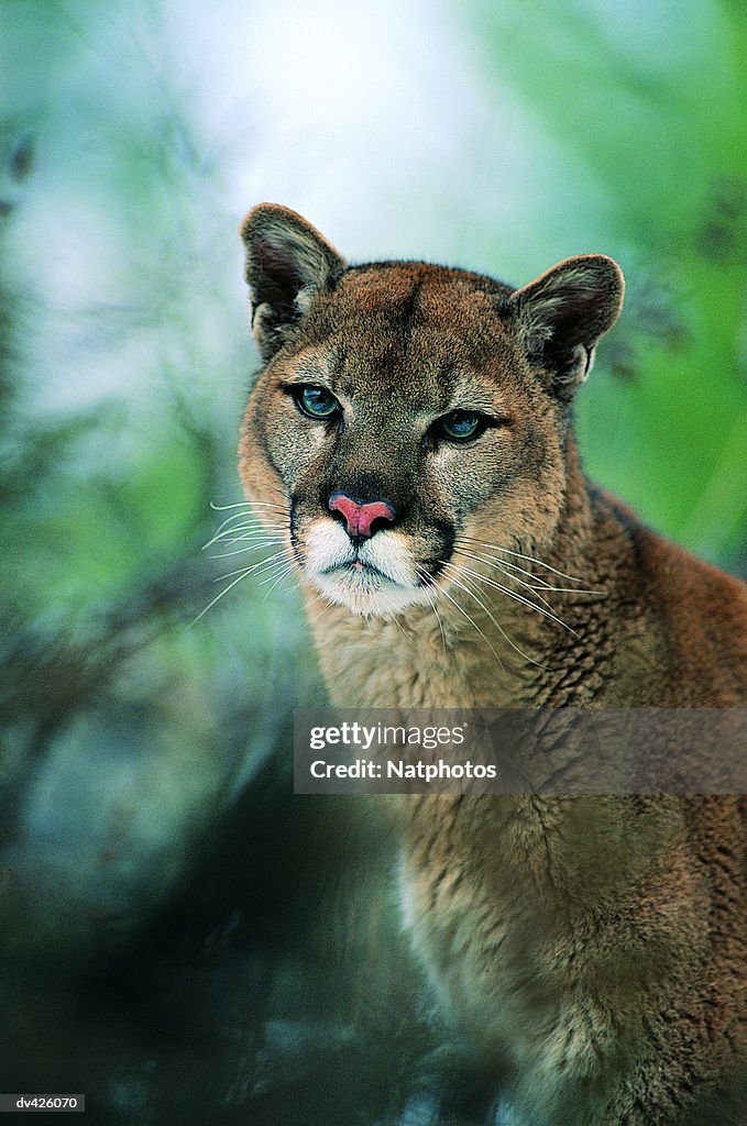 Cougar also known as Puma or Mountain Lion (Felis concolor), Montana, USA