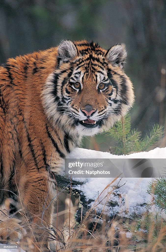 Siberian Tiger (Panthera tigris altaica), Montana, USA