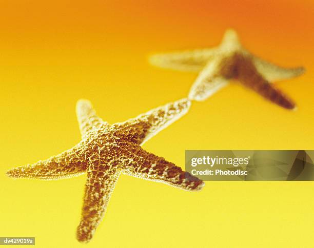 1,044 Yellow Starfishes Stock Photos, High-Res Pictures, and Images ...