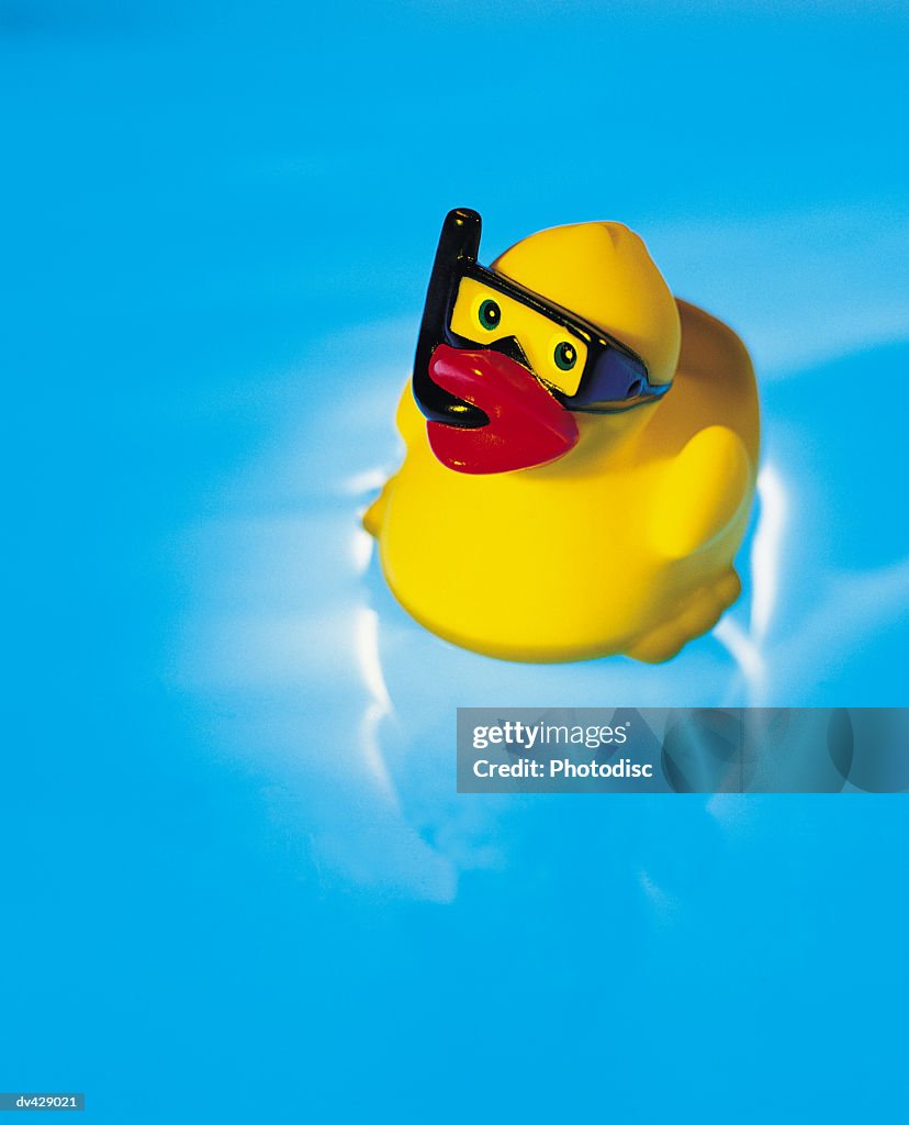 Rubber duck floating in water