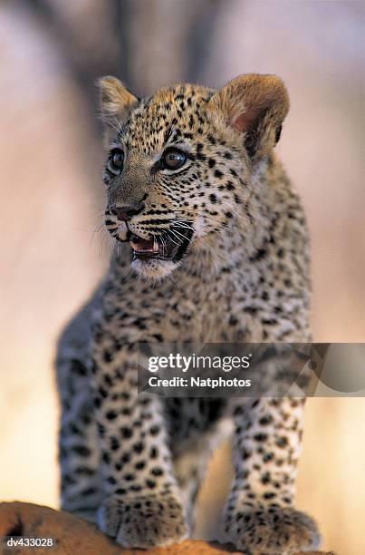 leopard cub (panthera pardus) - leopard cub stock pictures, royalty-free photos & images