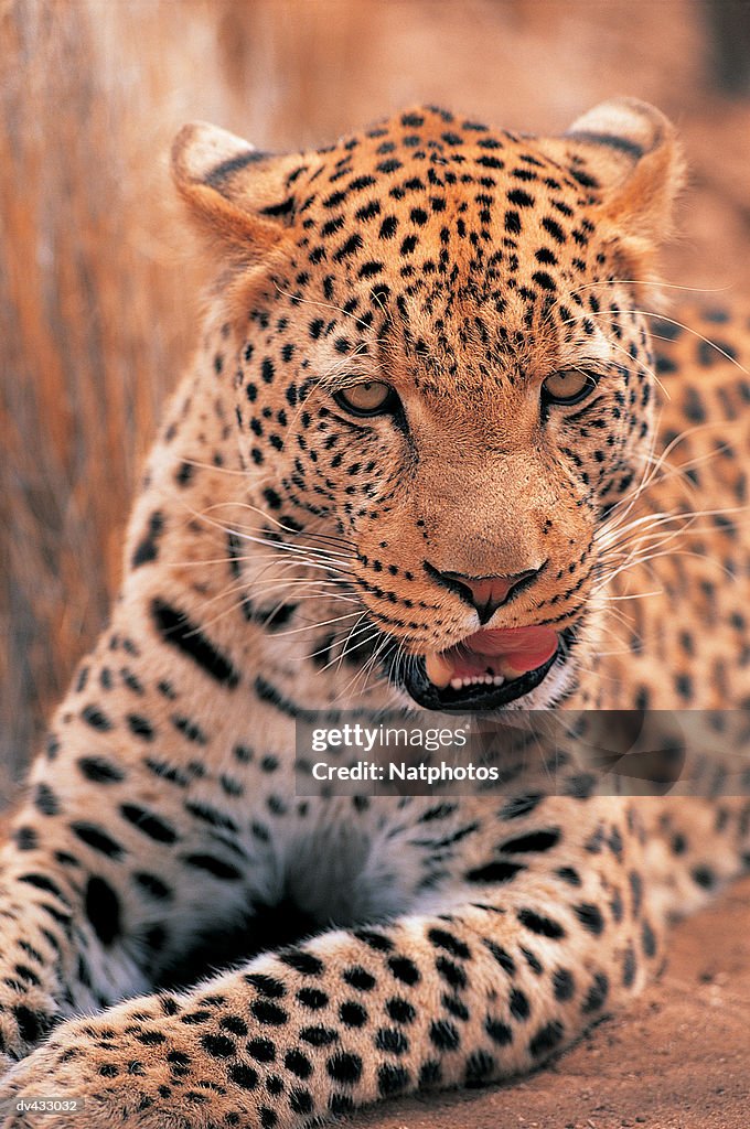 Leopard (Panthera pardus)