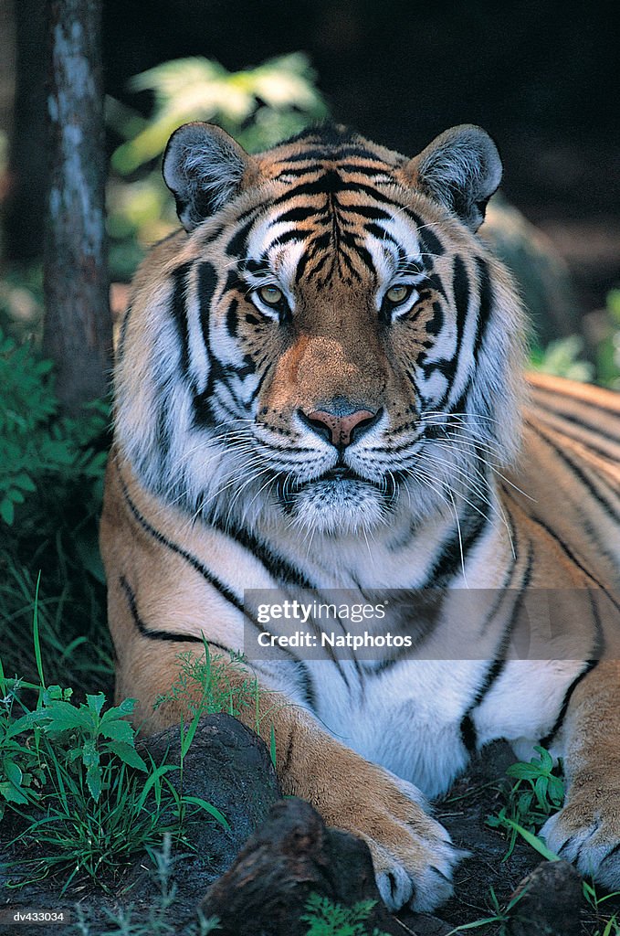 Tiger resting (Panthera tigris)