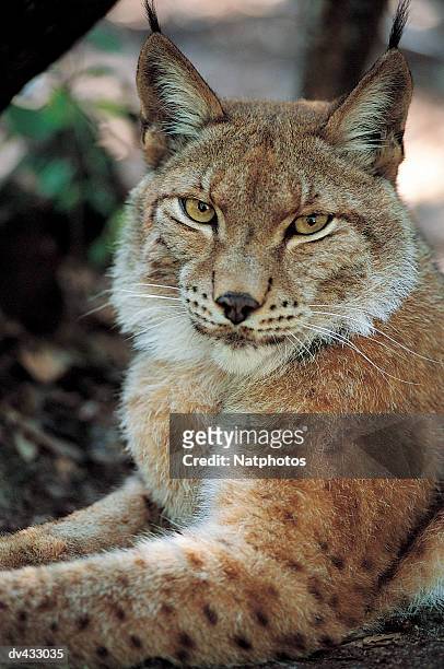 lynx also known as bobcat or wildcat (lynx rufus) - フォーンカラー ストックフォトと画像