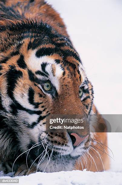 siberian tiger (panthera tigris altaica) - tigre siberiano fotografías e imágenes de stock