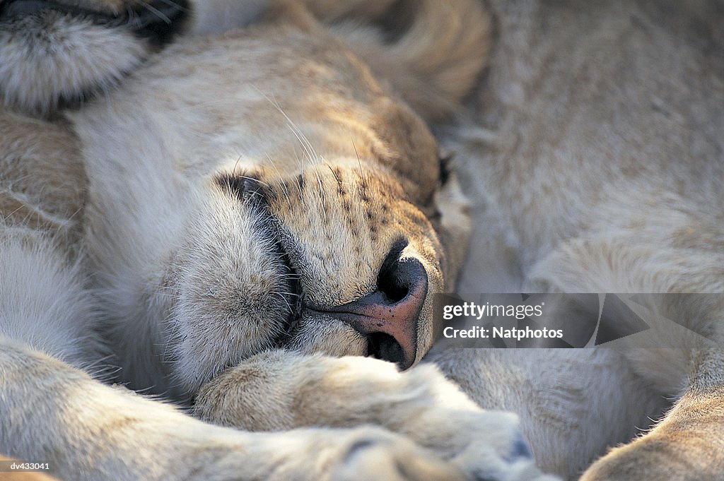 Lion sleeping (Panthera leo)
