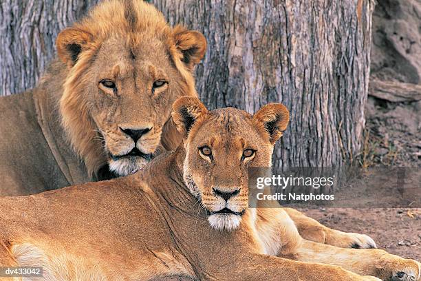 lion mating pair resting (panthera leo) - mating stock pictures, royalty-free photos & images