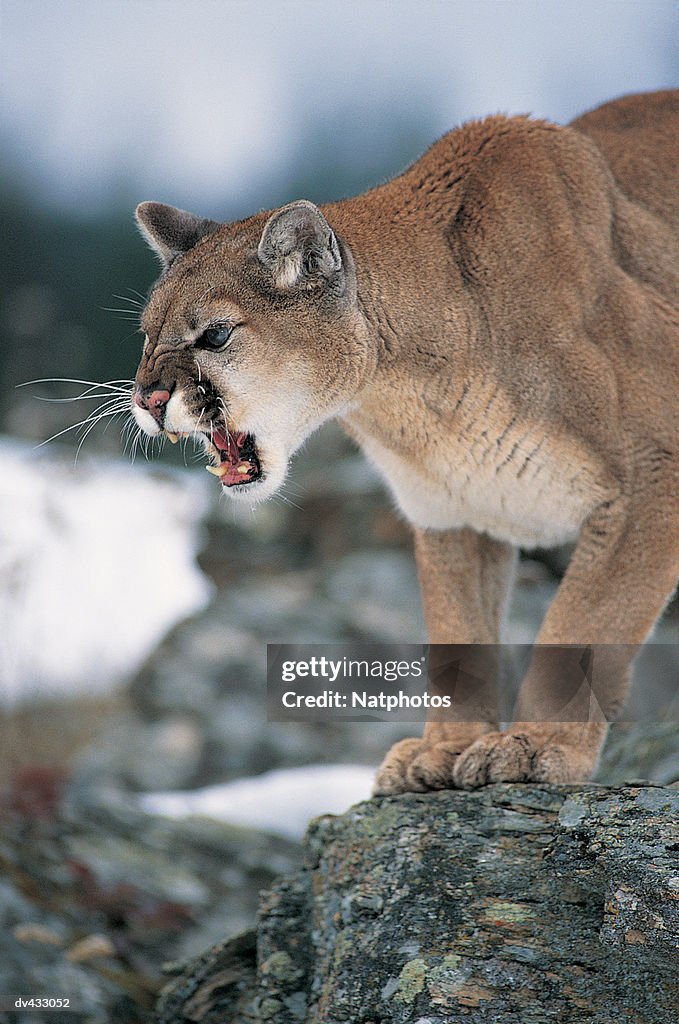 Puma also known as Cougar or Mountain Lion (Felis concolor)