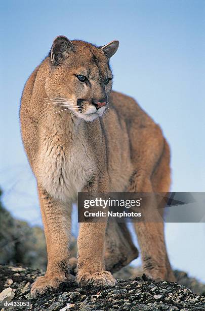 puma, also known as cougar or mountain lion (felis concolor) - フォーンカラー ストックフォトと画��像