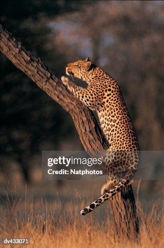 Leopard climbing tree (Panthera pardus) Leopard climbing tree (Panthera pardus)