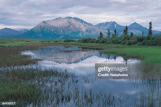 denali highway, alaska, usa - denali highway stock pictures, royalty-free photos & images