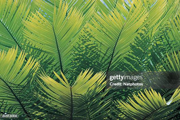 cycad palm, northern territory, australia - cycad stock pictures, royalty-free photos & images