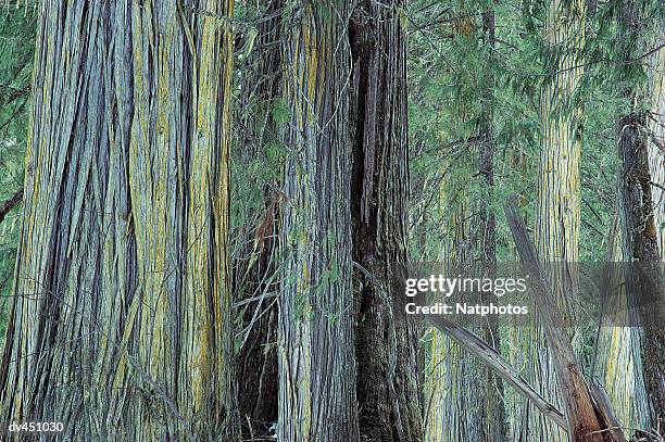 cedar trees, british columbia, canada, north america - cedar stock pictures, royalty-free photos & images