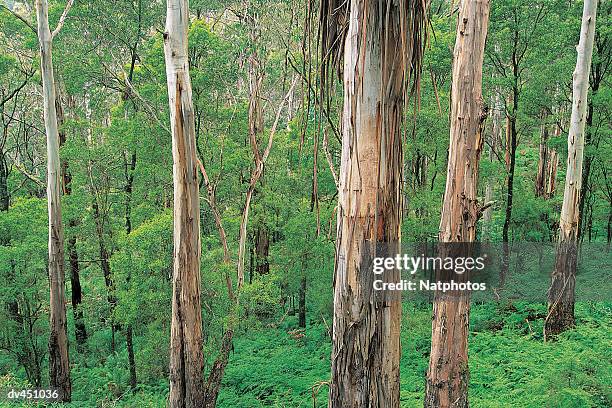 Trees Otway Ranges 175 Otway Range Stock Photos, High-Res Pictures, and Images - Getty Images