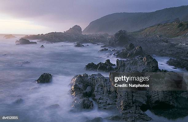 new zealand,rotorua,whakarewarewa, pohutu and prince of wales geysers - kapprovinz stock-fotos und bilder