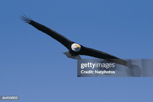 Bald Eagle in Flight Bald Eagle in Flight