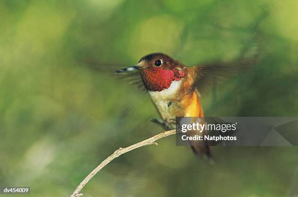 humming bird perching on small tree branch - humming stock pictures, royalty-free photos & images
