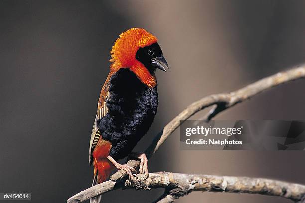 red bishop bird, perching on branch - euplectes orix stock pictures, royalty-free photos & images