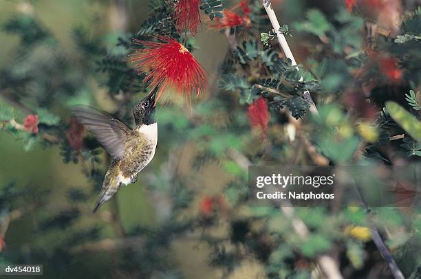 humming bird feeding on flower - humming stock pictures, royalty-free photos & images