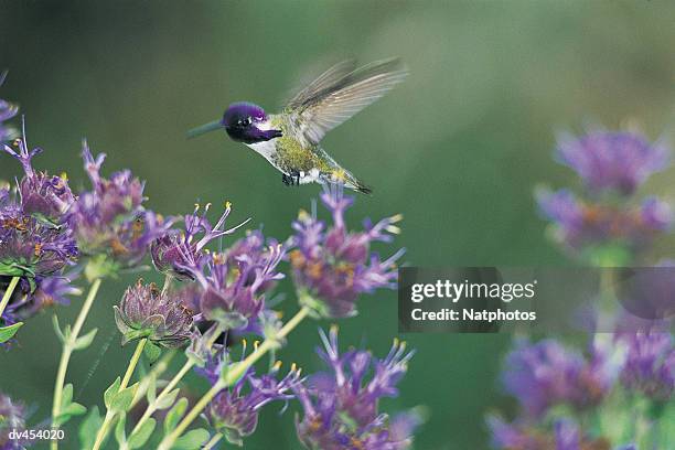 humming bird hovering over flowers - bird stock-fotos und bilder