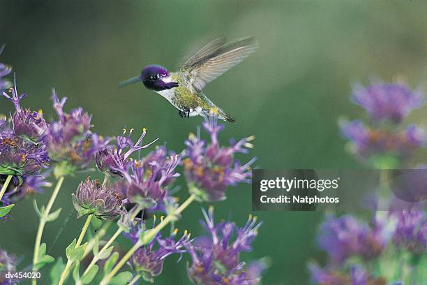 humming bird hovering over flowers - humming stock pictures, royalty-free photos & images