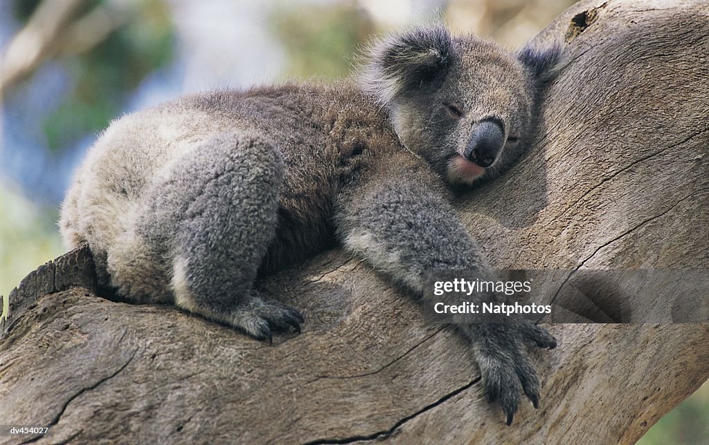 Koala Hugging a Tree