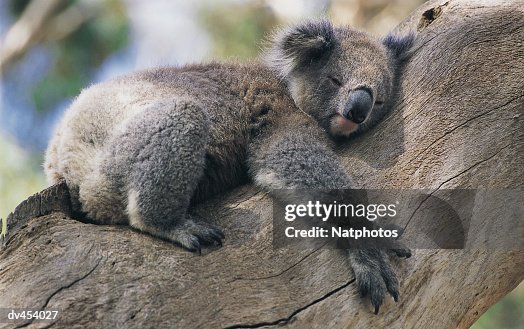 Koala Hugging a Tree Koala Hugging a Tree