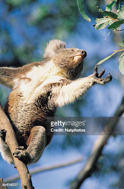 koala reaching for eucalyptus leaf - koala eating stock pictures, royalty-free photos & images