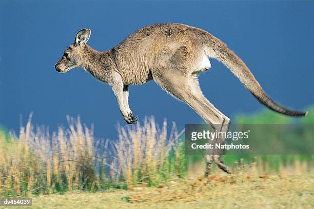 kangaroo leaping - grey kangaroo stock pictures, royalty-free photos & images