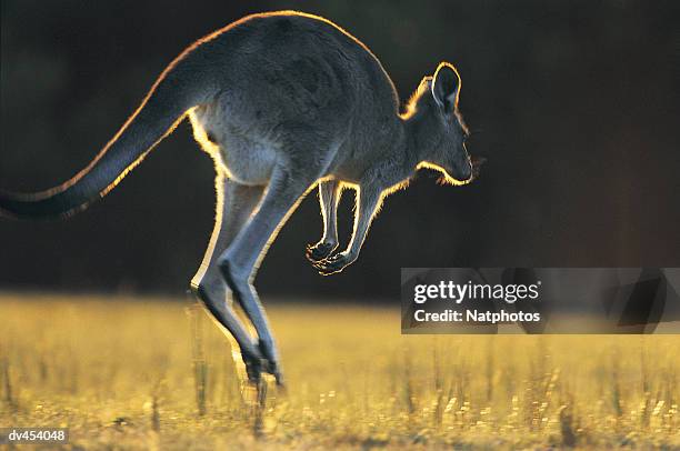 kangaroo hopping - canguro gris fotografías e imágenes de stock