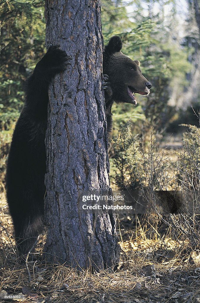 Bear Hiding Behind Tree